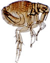 Fortunately, this is not an actual size flea