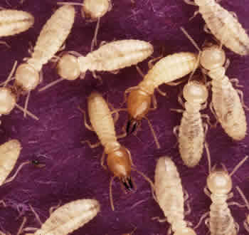 Worker and Army Termites - Image Courtesy of USDA